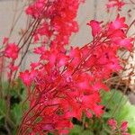 Heuchera sanguinea Flor