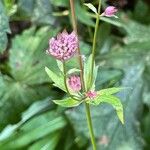 Astrantia major Λουλούδι