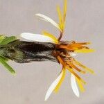 Mutisia ledifolia Flower