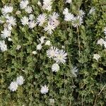 Mesembryanthemum nodiflorum Hoja