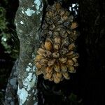 Hoya bandaensis