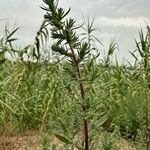 Bassia hyssopifolia Flor