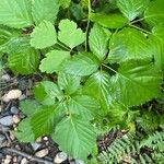 Rubus polonicus Leaf