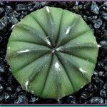 Astrophytum asterias Folha