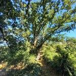 Quercus pubescens Plante entière