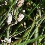 Equisetum ramosissimum Blad