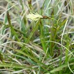 Carex halleriana Leaf