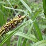 Carex riparia Plante entière