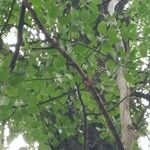 Betula maximowicziana برگ