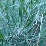 Lavandula latifolia Ліст