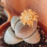 Pleiospilos neliiFlor