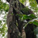 Ficus densifolia