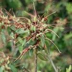 Rhododendron oreotrephes Other