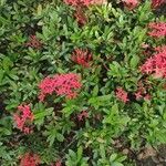 Ixora chinensis Frugt