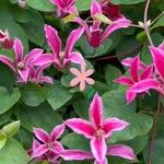 Clematis texensis Flower
