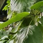 Cordia subcordata Folha