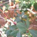 Fouquieria columnaris Blatt