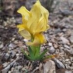 Iris lutescens Blomst