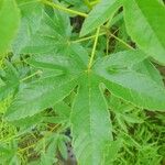 Cochlospermum tinctorium Leaf