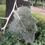 Populus alba Leaf