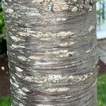 Prunus campanulata Bark