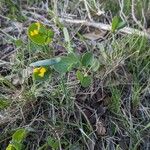 Coronilla scorpioides Celota