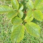 Handroanthus ochraceus Leaf
