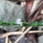 Pseudelephantopus spicatus Blüte