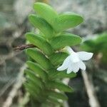 Angraecum distichum Blüte