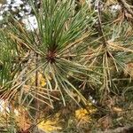 Pinus pungens 葉