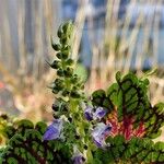 Plectranthus spp. Flower