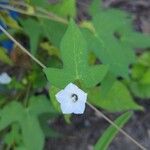 Ipomoea lacunosa Kukka