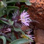 Erigeron aragonensis