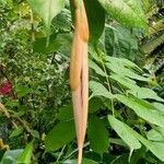 Amherstia nobilis Foglia