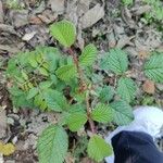 Rubus ellipticus Листок