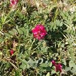 Sulla coronaria Blomma