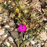 Dianthus carthusianorumFlor