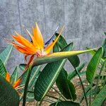 Strelitzia reginaeBlomst