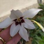 Gladiolus murielae Цветок