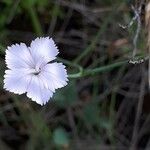 Dianthus godronianus Blüte