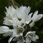 Allium neapolitanum Цвят