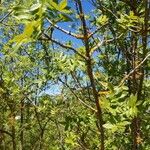 Juglans californica Blad