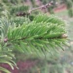 Abies cilicica List