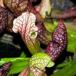 Sarracenia psittacina Yaprak