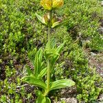 Gentiana punctata Vivejo