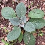 Verbascum boerhavii Feuille