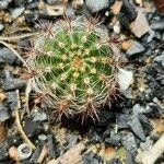 Echinocereus pectinatus چھال