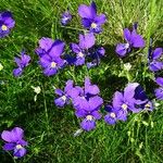 Viola lutea Habit