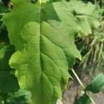 Silphium perfoliatumFoglia