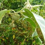 Solanum wrightii Blatt